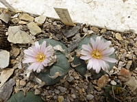 lophophora_ziegleri_201406