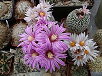 turbinicarpus_pseudopectinatus_rubriflorus_201104