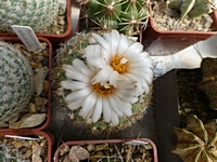 turbinicarpus_saueri_201406