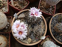 turbinicarpus_schmiedeckianus_201203