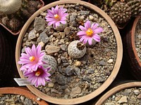 turbinicarpus_valdezianus_201204
