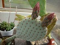 opuntia_basilaris_poupě_201205