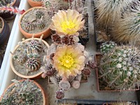 opuntia_clavarioides_201205