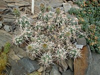 opuntia_stanleyi_asi_201307