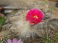 opuntia_ursina_201306