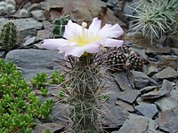 tephrocactus_alexanderi_skalka_200906