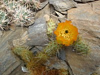 tephrocactus_ayrampoanus_201306