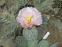 tephrocactus_geometricus_skalkakvět_200906