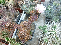 tephrocactus_molinensis_201406