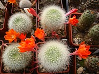 rebutia_albipilosa_fr754_201306