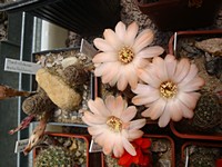 rebutia_eos_wr333_201305