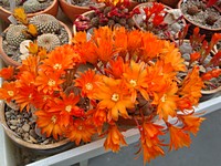 rebutia_heliosa_201305