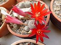 rebutia_heliosa_condorensis_se81_201405