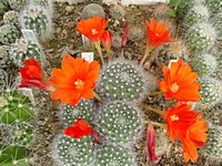 rebutia_nivosa_201206