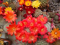 rebutia_senilis_cana_201105