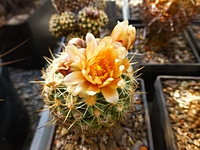 pediocactus_despainii_201404