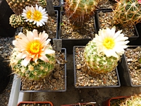 pediocactus_despainii_201404a