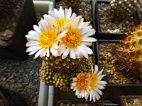 pediocactus_knowltonii_201404a