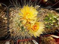 pediocactus_paradinei_201404