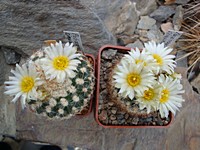 pediocactus_simpsonii_pp110_201104