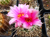 sclerocactus_blaineyi_schlesseri_201404a
