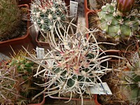sclerocactus_blayneyi_schlesseri_201305