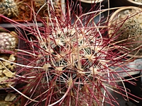 sclerocactus_polyancistrus_201405