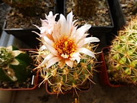 sclerocactus_wrightiae_sb516