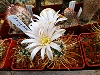 toumeya_papyracantha_201404