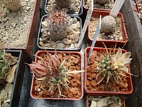 toumeya_papyracantha_pravokorena_201305
