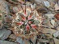 utahia_sileri_fredoniacoconino_201305