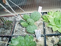 adromischus_mariana_200905