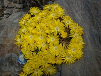 delosperma_aberdense_201104