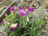 delosperma_ashtonii_skalkasklenik_200905