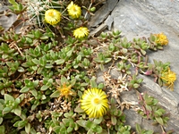 delosperma_nubigenum_201405