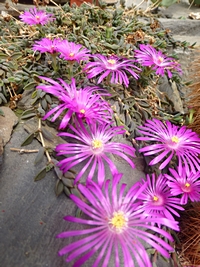 delosperma_spec_201405