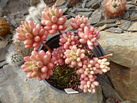 sedum_rubrotinctum_ruzovaforma_201405