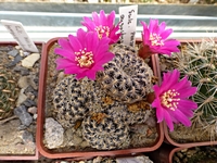 sulcorebutia_augustinii_pha285_201406