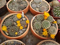 sulcorebutia_breviflora_cochabamba_201205