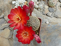 sulcorebutia_chatajillensis_pha391_201405