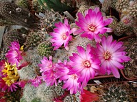 sulcorebutia_gerosenilis_201105