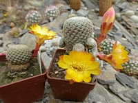 sulcorebutia_heliosoides_201405