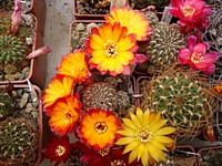 sulcorebutia_menesesii_201105
