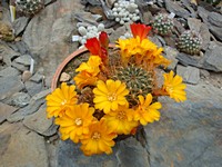 sulcorebutia_muschii_wr607_201305