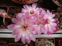 sulcorebutia_rauschii_kvet_201105