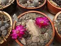 sulcorebutia_rauschii_lh694_201206