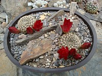 sulcorebutia_totorensis_kp041_201305
