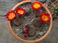 sulcorebutia_vanbaelii_kk1212_201105