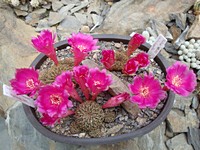sulcorebutia_verticilacantha_apllanata_201305